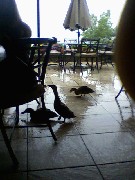 Us; Canandaigua; Canandaigua Inn on the Lake- ducks (2)